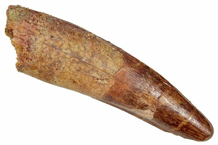 Fossil Spinosaurus Tooth - Feeding Worn Tip #350120